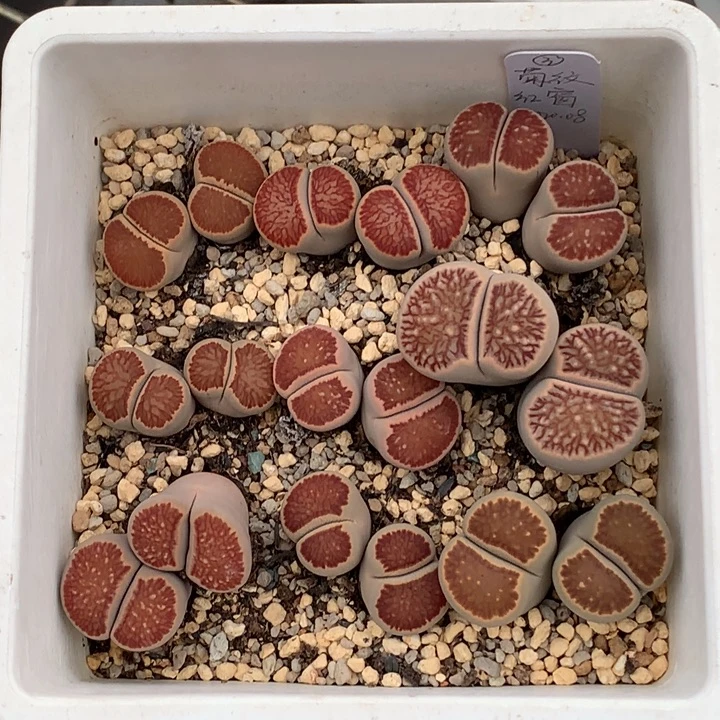 精品多肉植物精品多肉