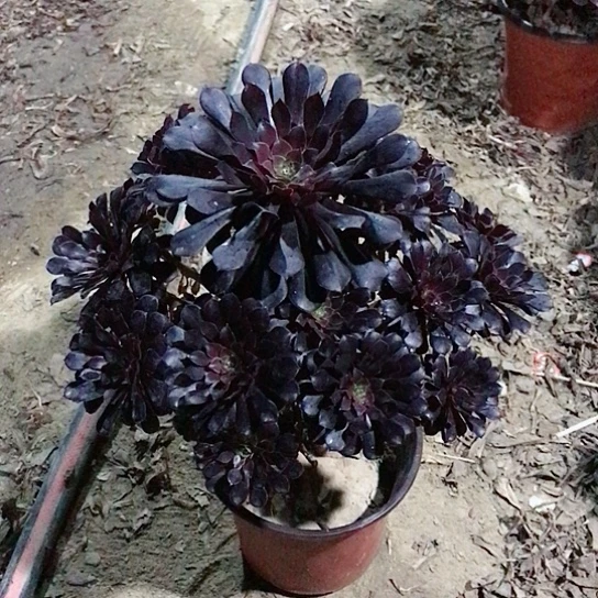 ****煜黑铜法师多肉植物21