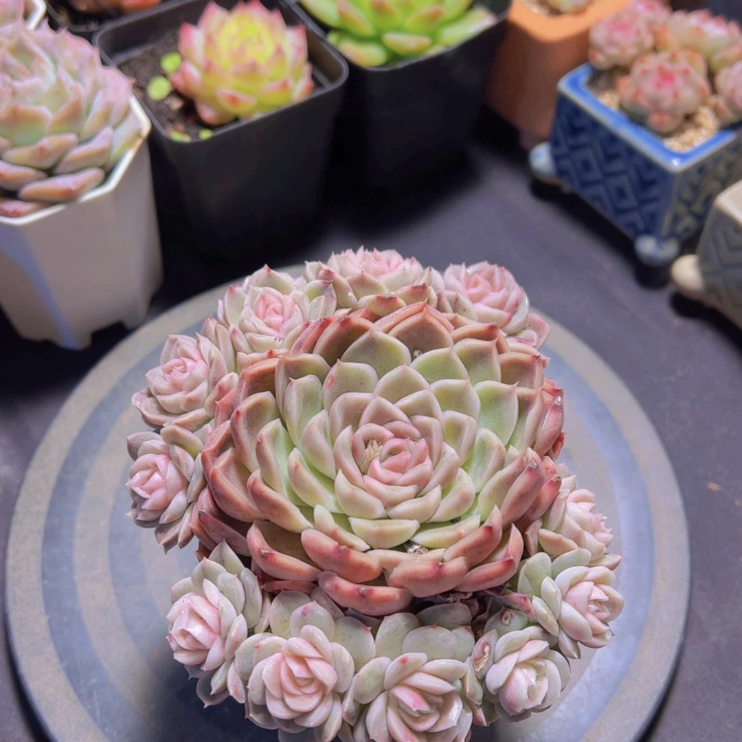 心**飞新品，多肉植物