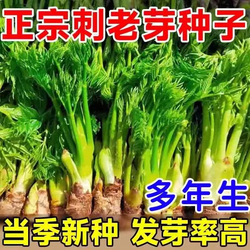 刺龙芽种子南北方庭院盆栽园艺绿植刺老芽刺嫩芽野菜蔬菜籽