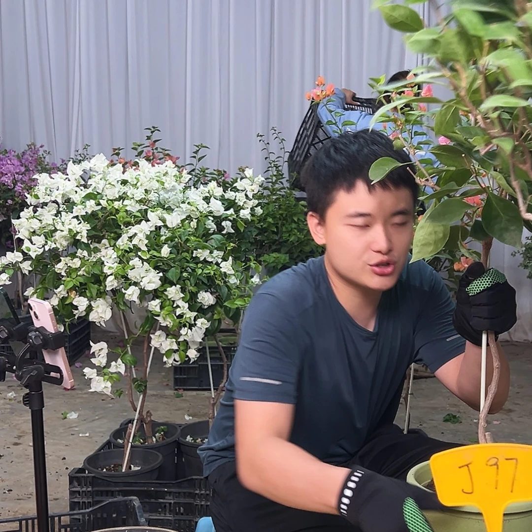 打***儿当前无花栽培后可以开花J97金发