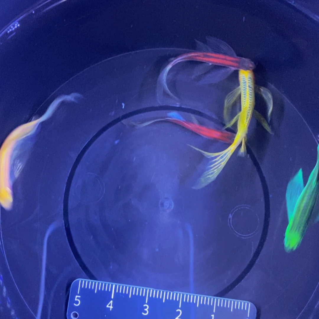 斑马鱼蝶翼斑马自选5条