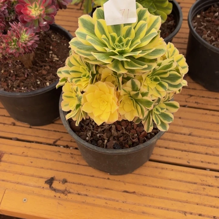 云南迈巴赫好看71号