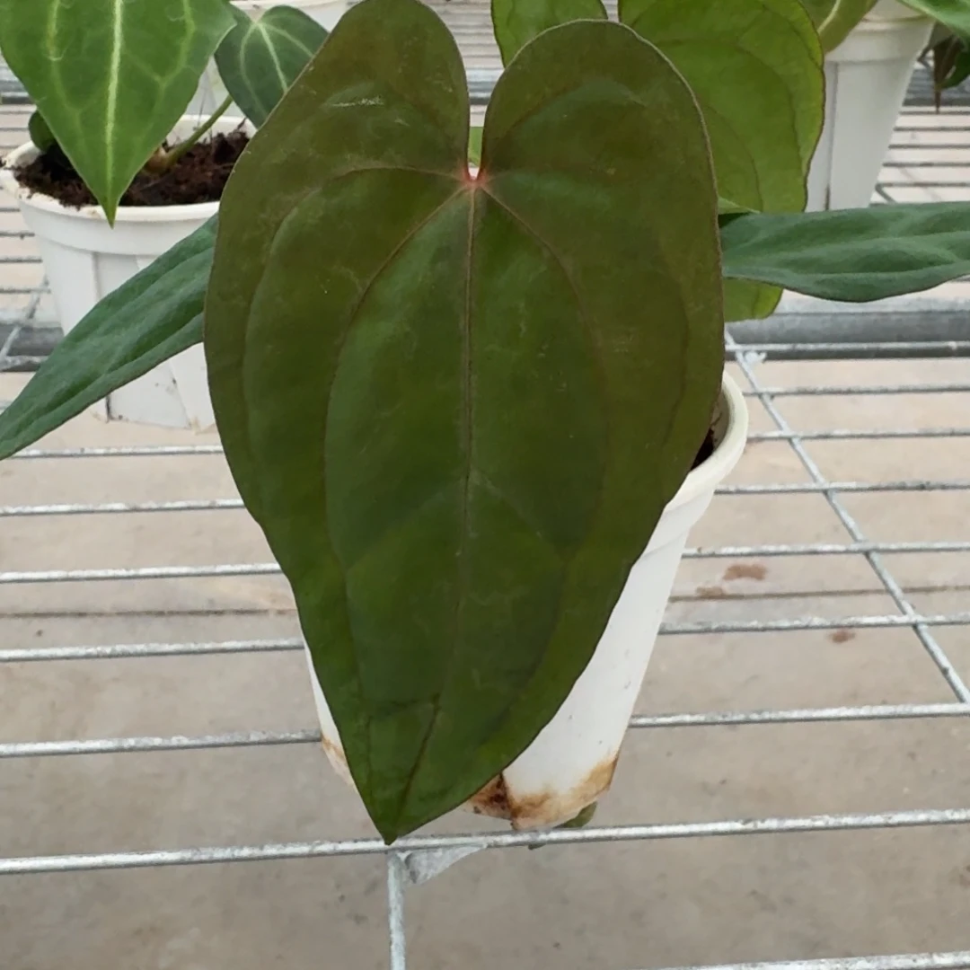 不开花植物黑凤凰F2