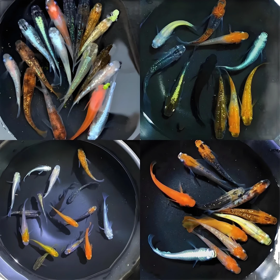 【一物一拍】观背青鳉小型观赏鱼天使之翼混搭阳光水滴不打氧不加温