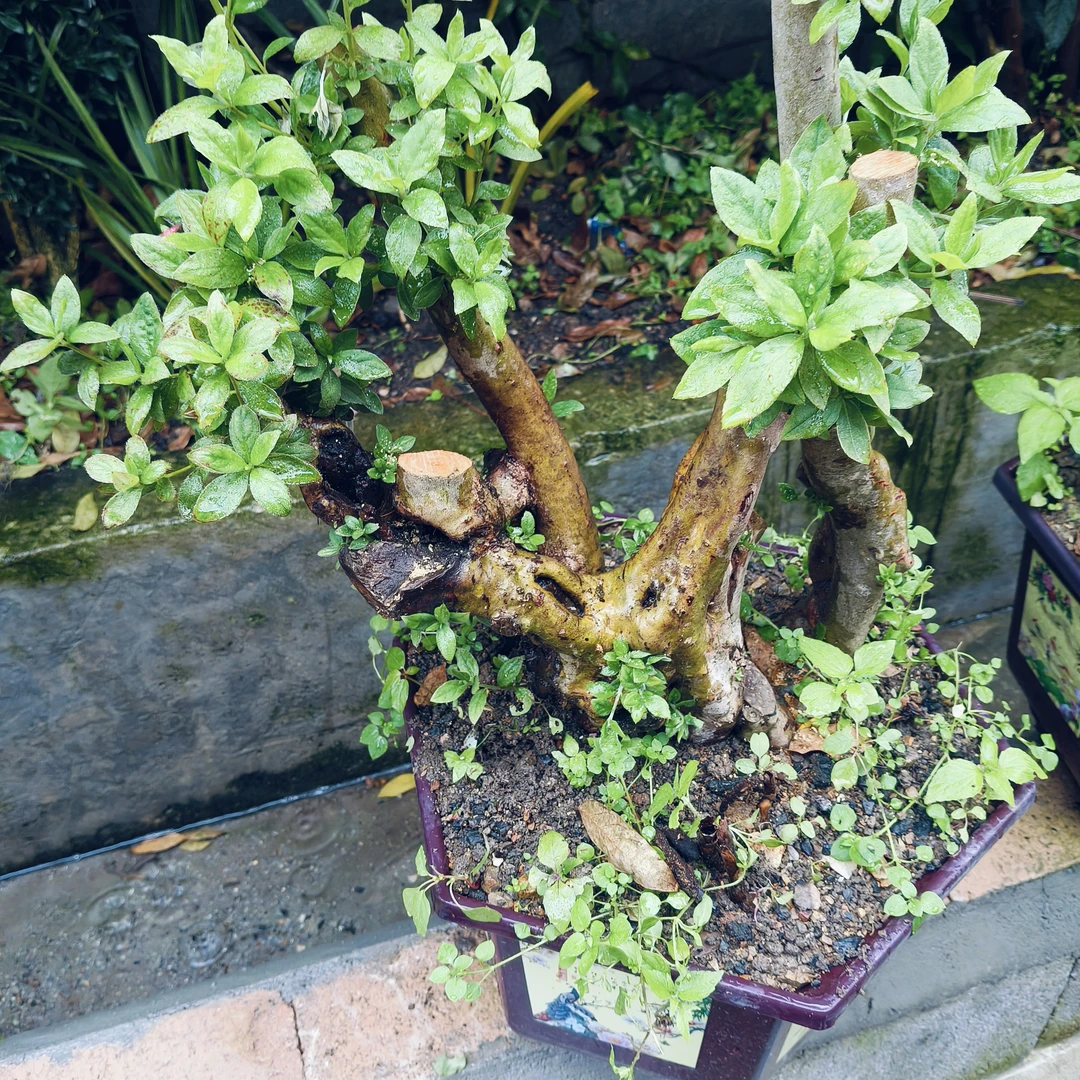 杜鹃花老桩盆景绿植直播间室内外易养盆栽景观植物