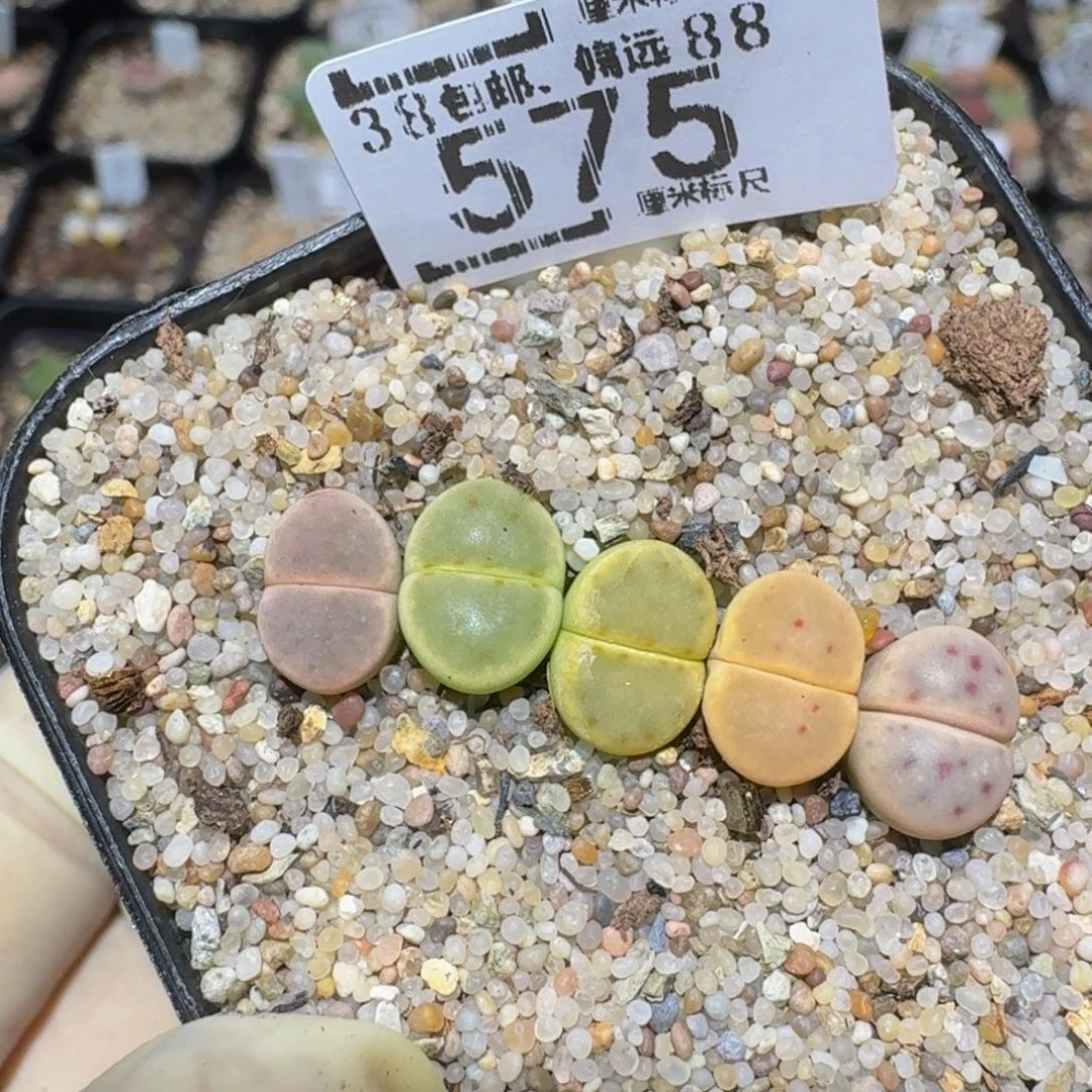 zzzz精品生石花575