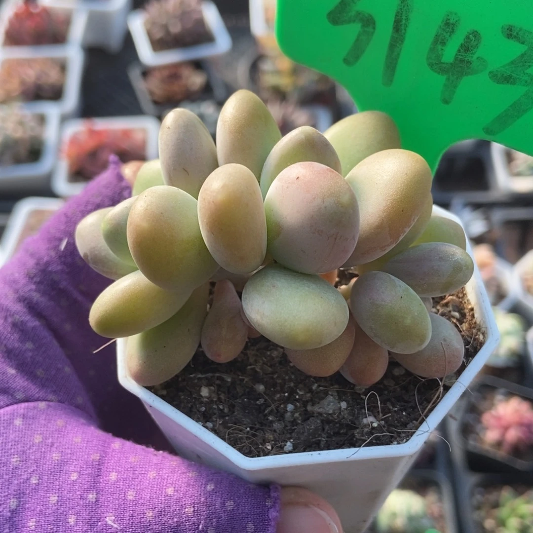 3143芒果奶多肉植物