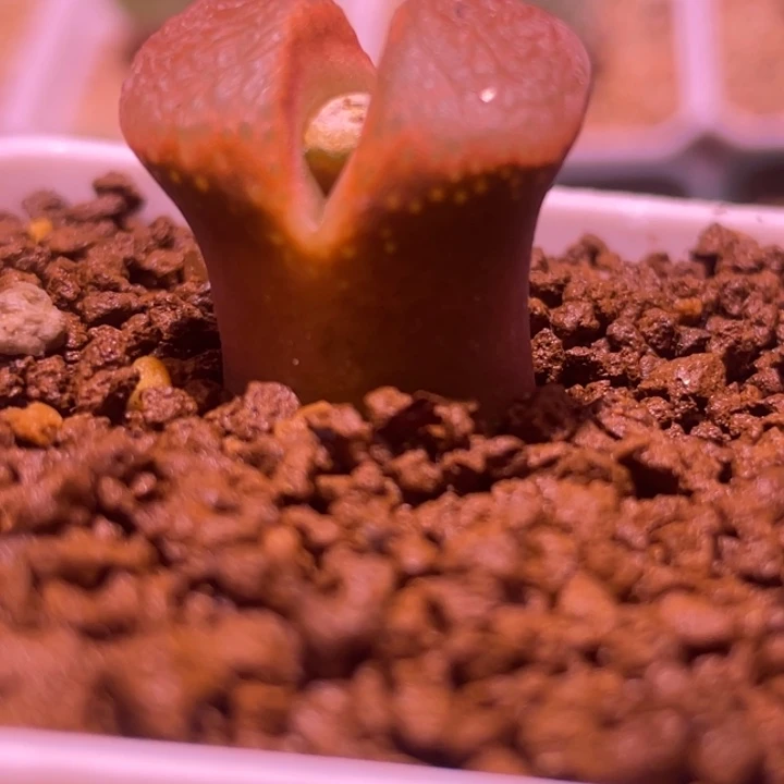 纳米比亚红风铃植物一物一拍