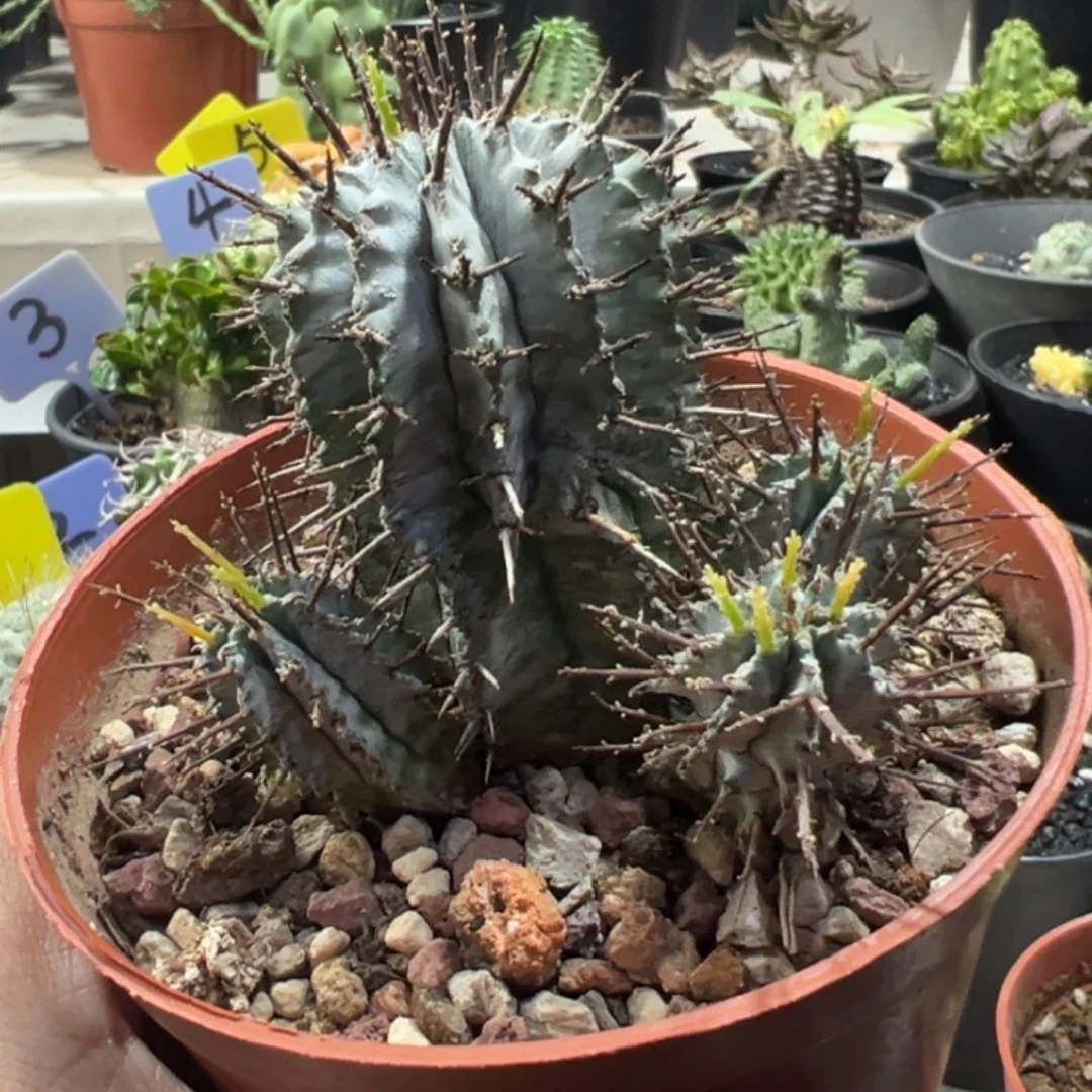 白衣魁伟玉带盆1111111