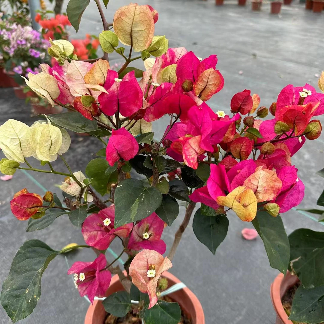 【印度画报】百变女王多色三角梅盆栽地栽四季开花