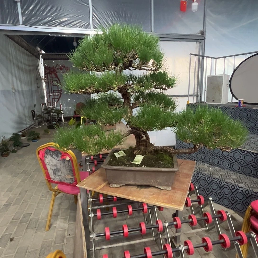 无花朵杂木盆景松