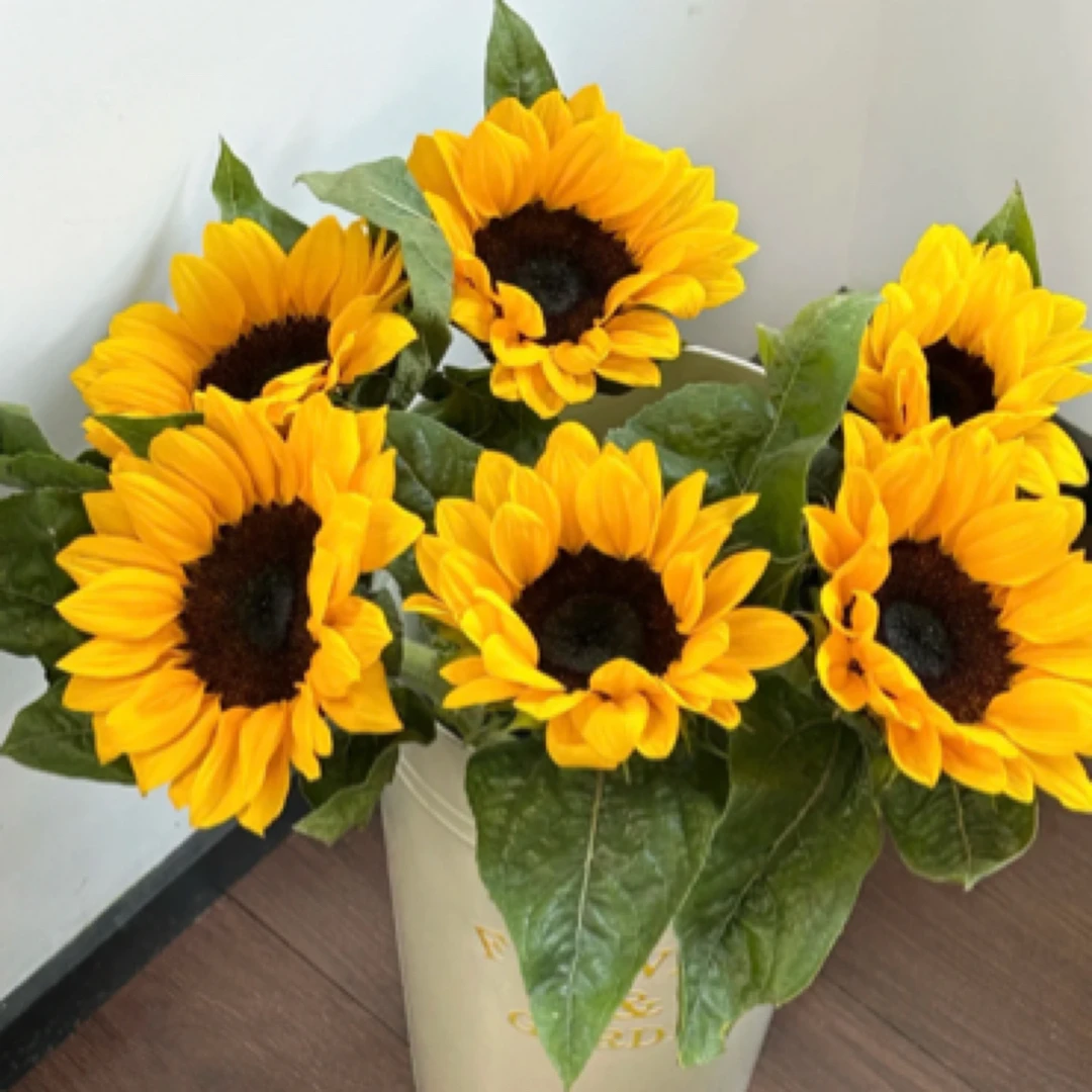毕业季（一举夺魁）云南鲜花直发【向日葵】鲜花 （大花苞）向阳而生