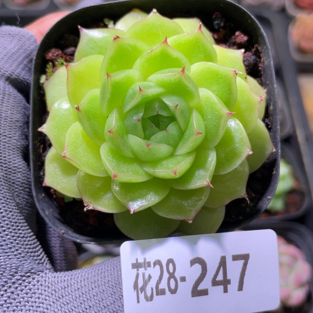 花利美28-247海王