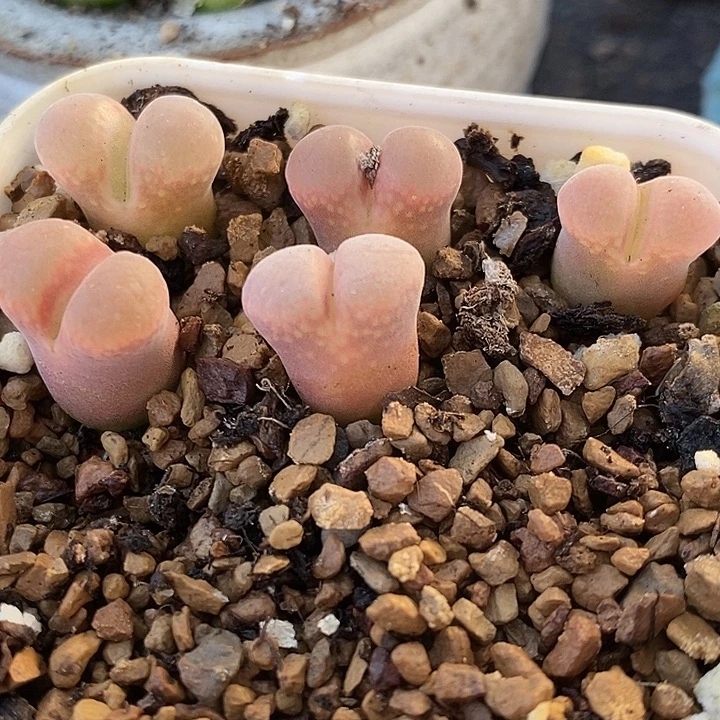 579紫萝莉一组。