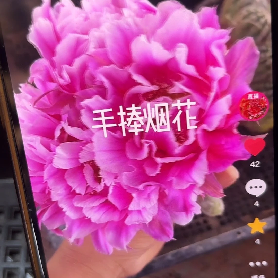 烟花彩侧牙20包邮仙人球28