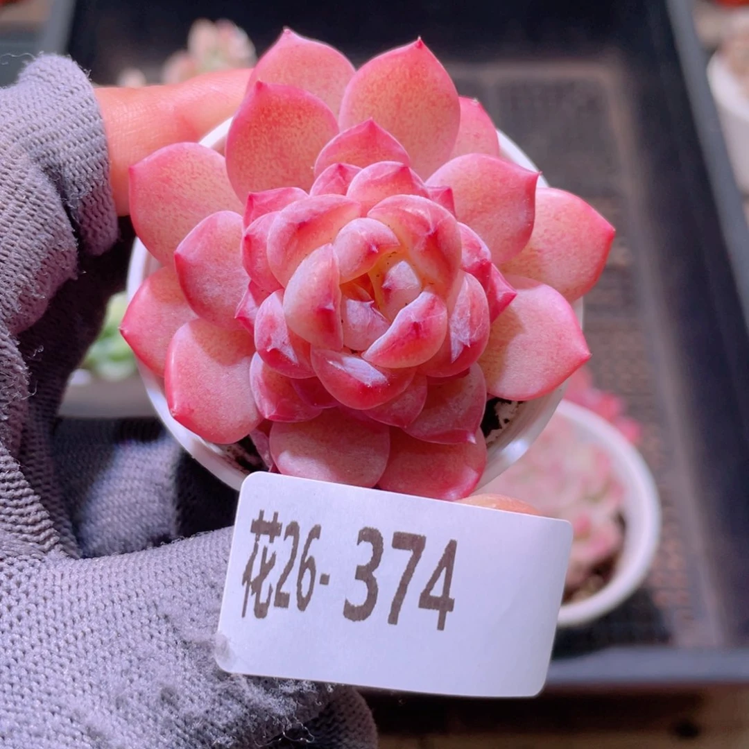 花利美26-374果汁
