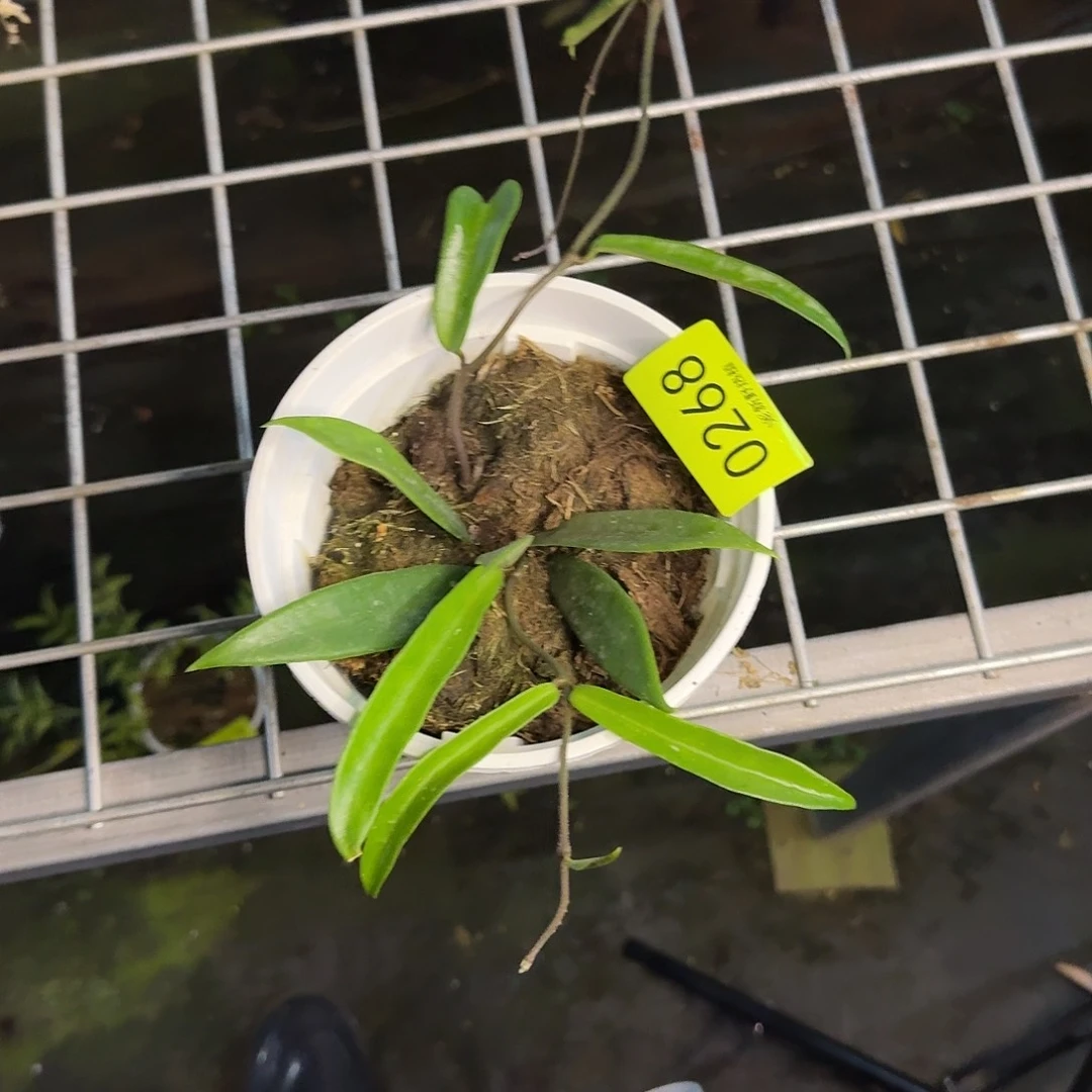 夏***天完全开放0268迷你贝尔