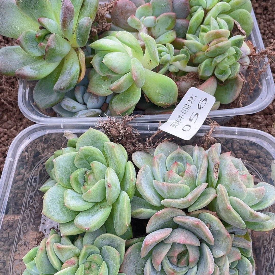 *****多肉植物多肉植物56