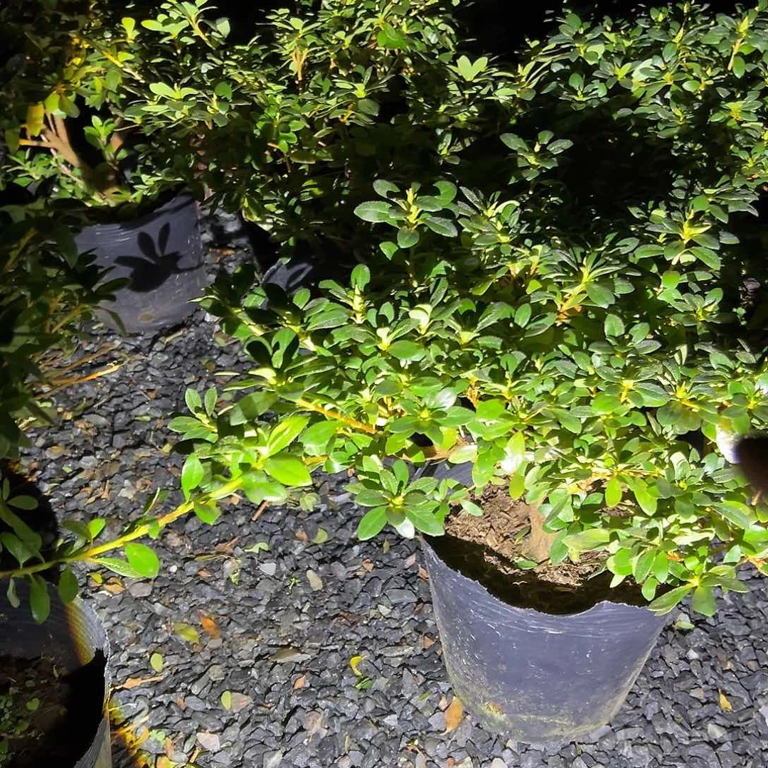 无花朵盆景皋月杜鹃手毬