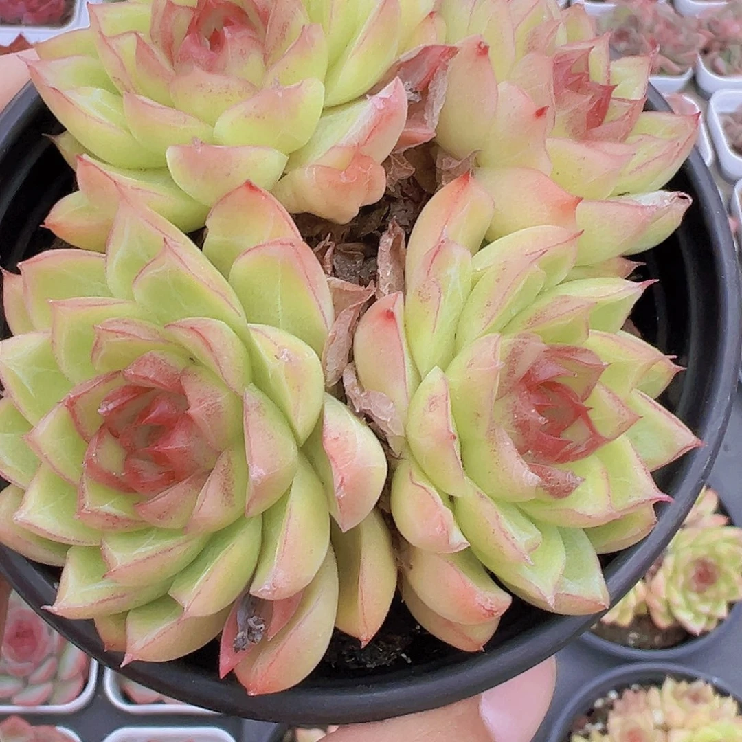 边线女王19包邮多肉