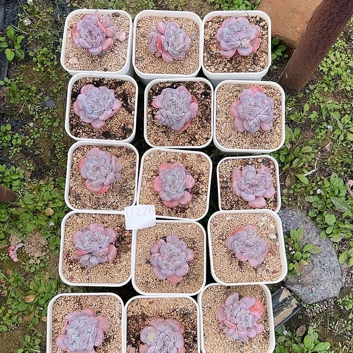 15个星影不周正特价处理226
