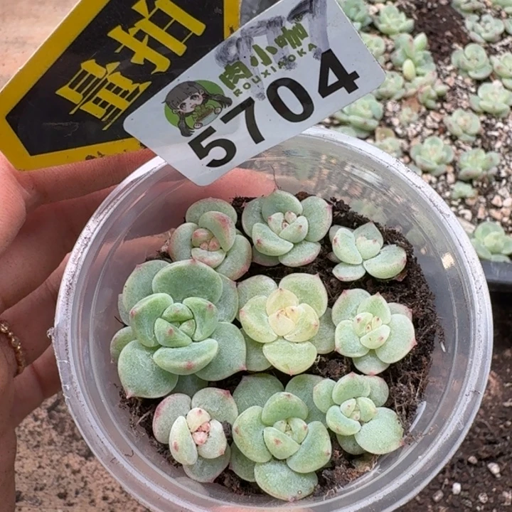 完全开放多肉植物多肉植物