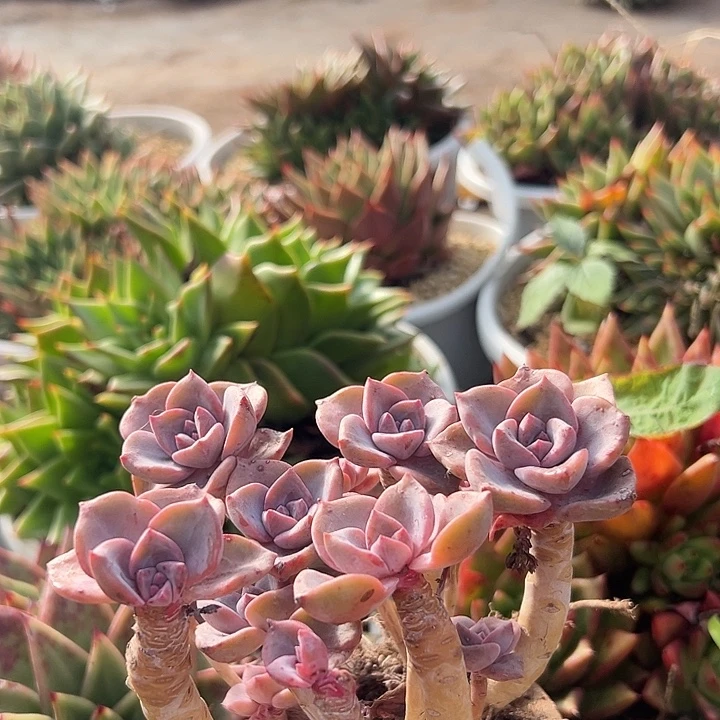 彩虹糖。