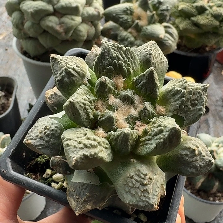 无花朵471哥斯拉龙角牡丹