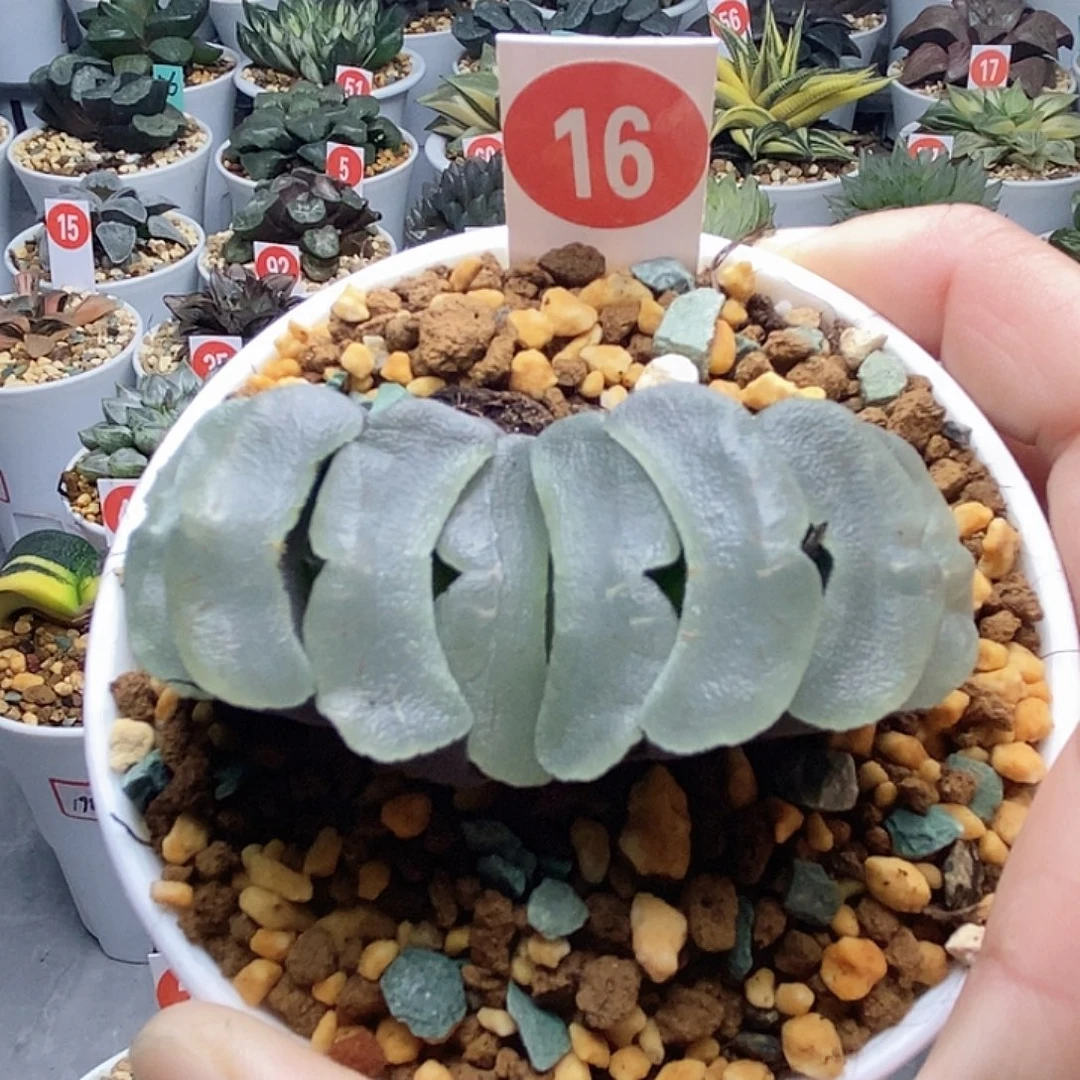 16白瓷玉扇123456789