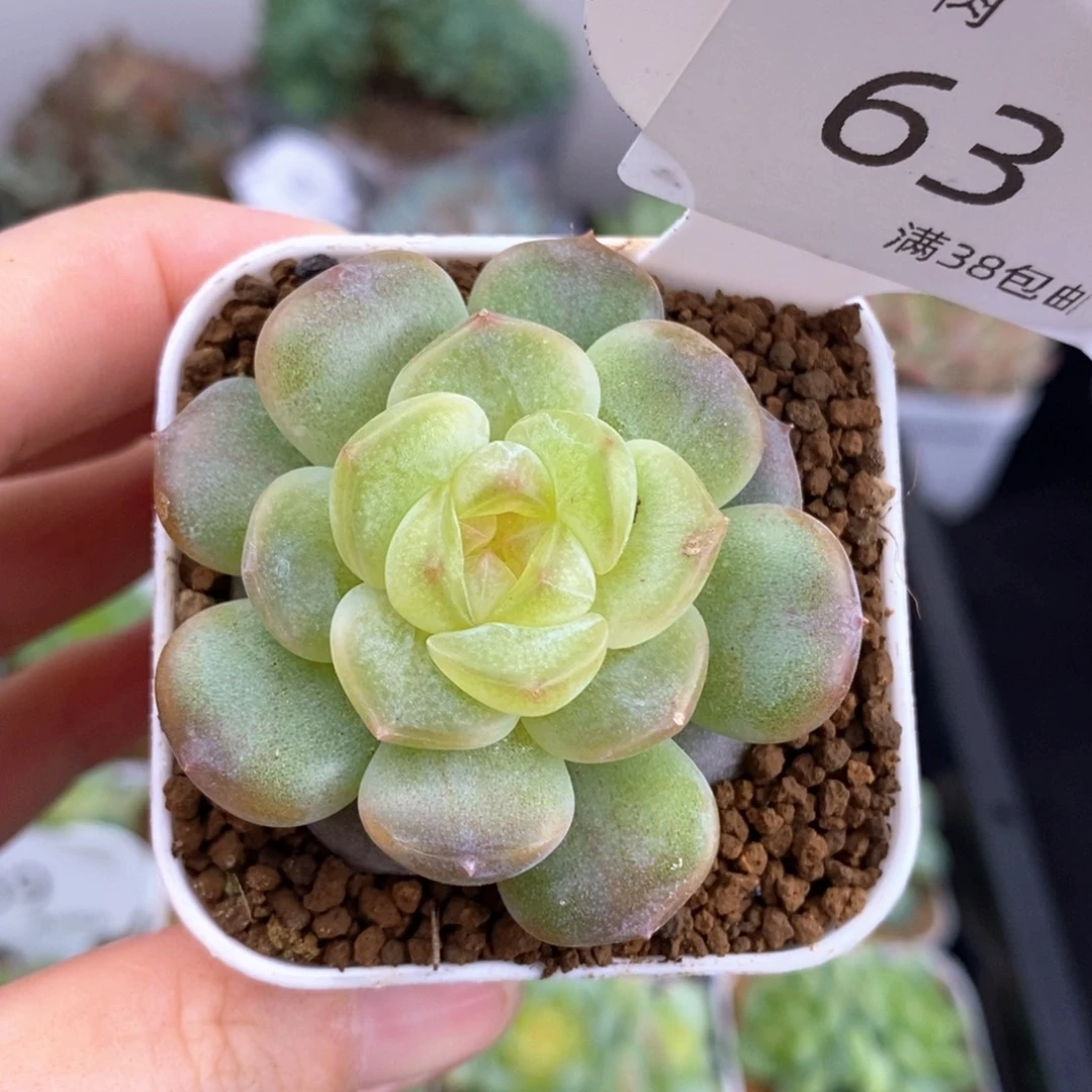 63号橘色糖心特价