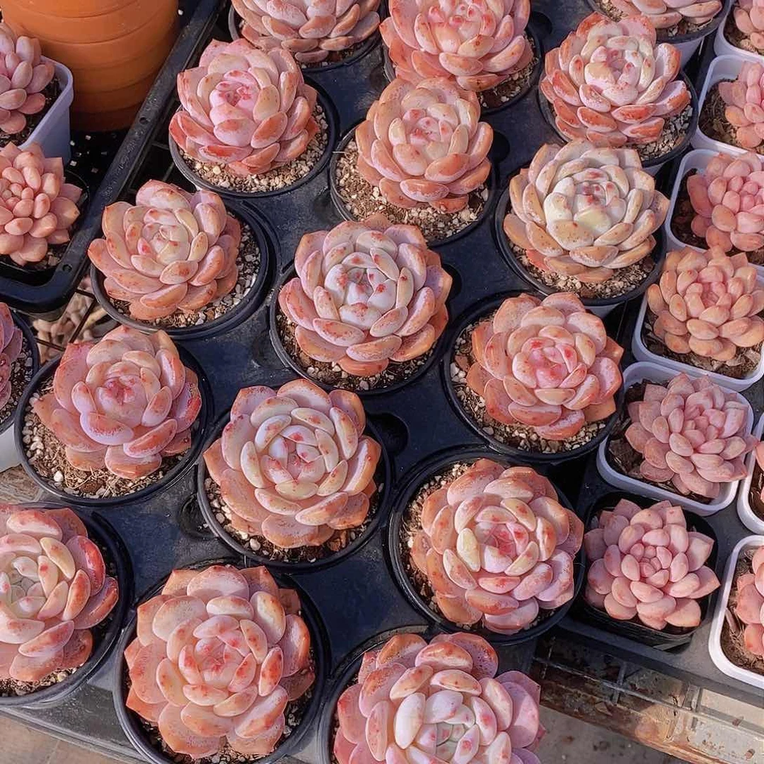 0209-福利草莓橙单头两颗 瑕疵慎拍