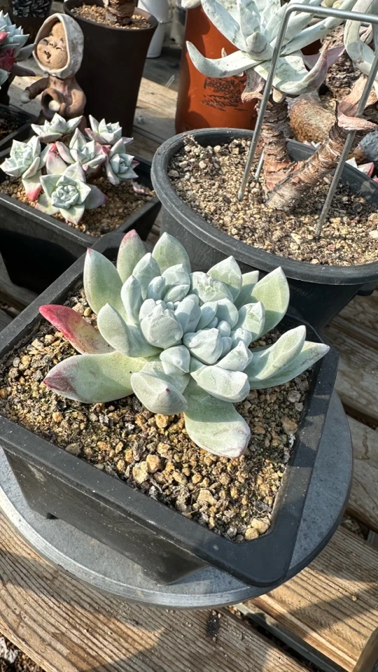 韩货初霜苹果叶呀