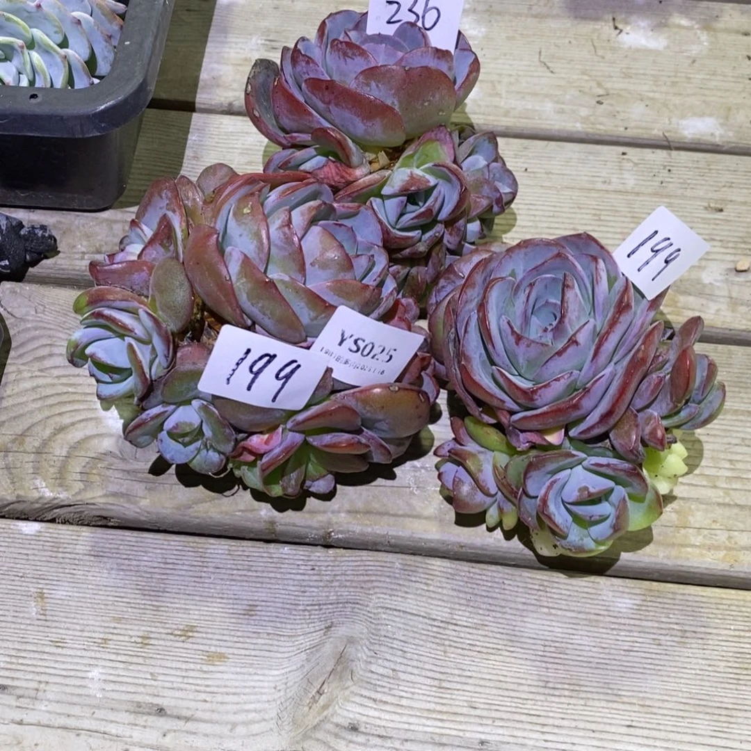 粗砂花盆臭****YS025rourourou