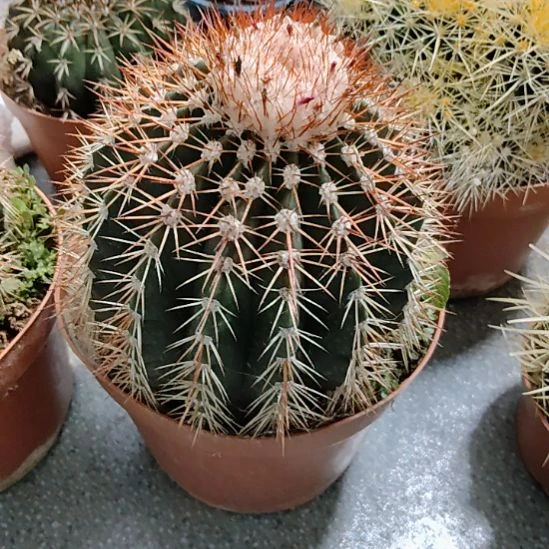 允***其仙人球实生根黄金云