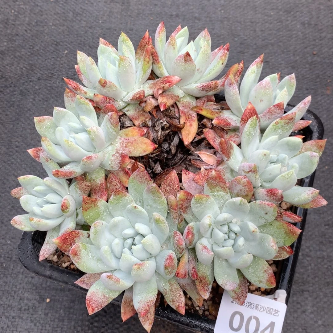 阿金尼004多肉植物