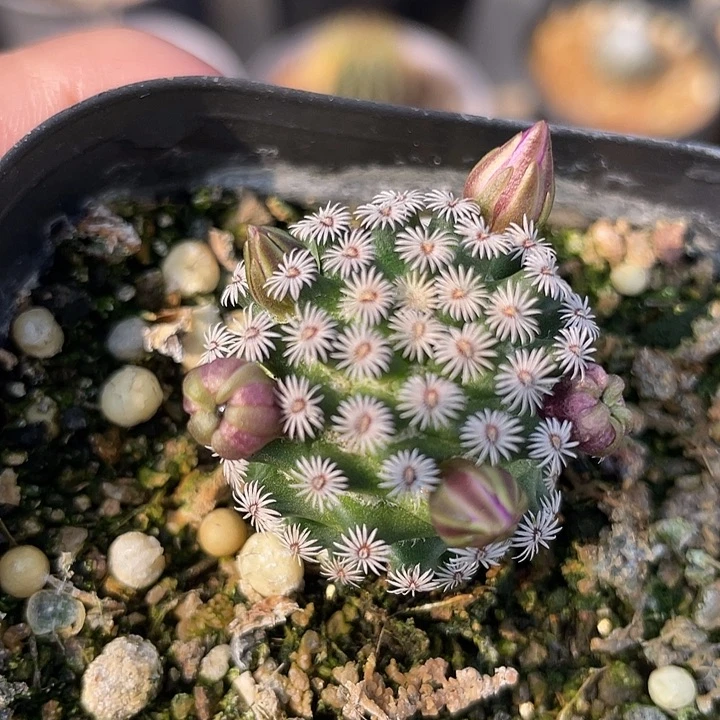 克氏丸实生仙人球