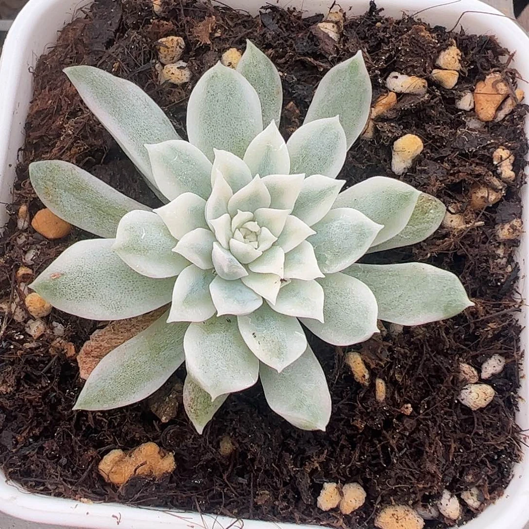 纯爱锦多肉植物锦