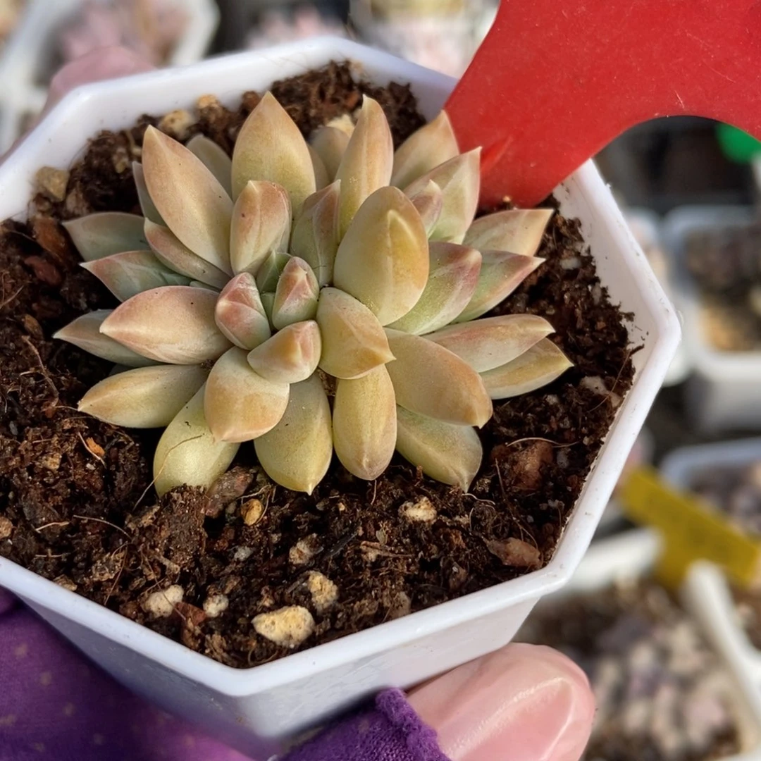 520牧斯美人多肉植物保护