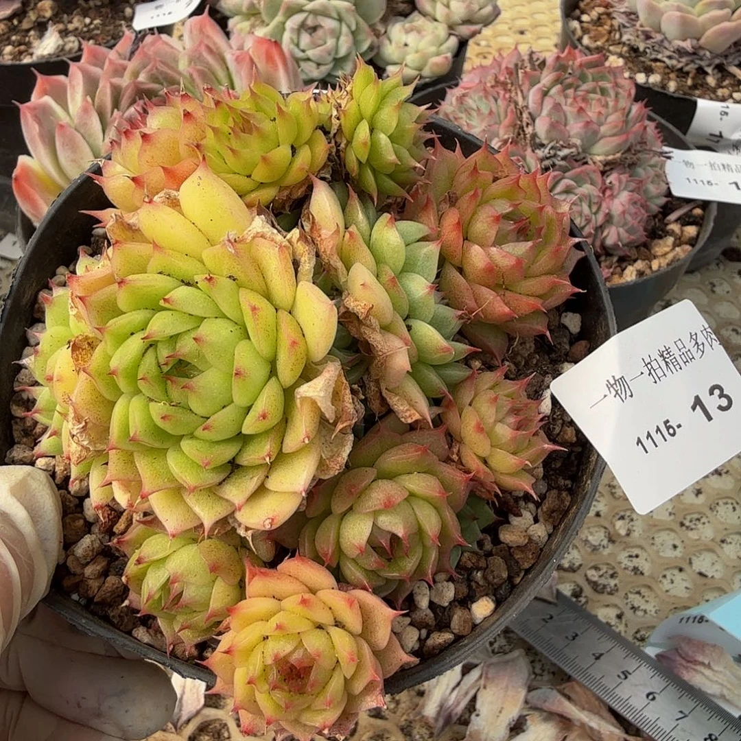 1115-13多肉珍妮一物一拍