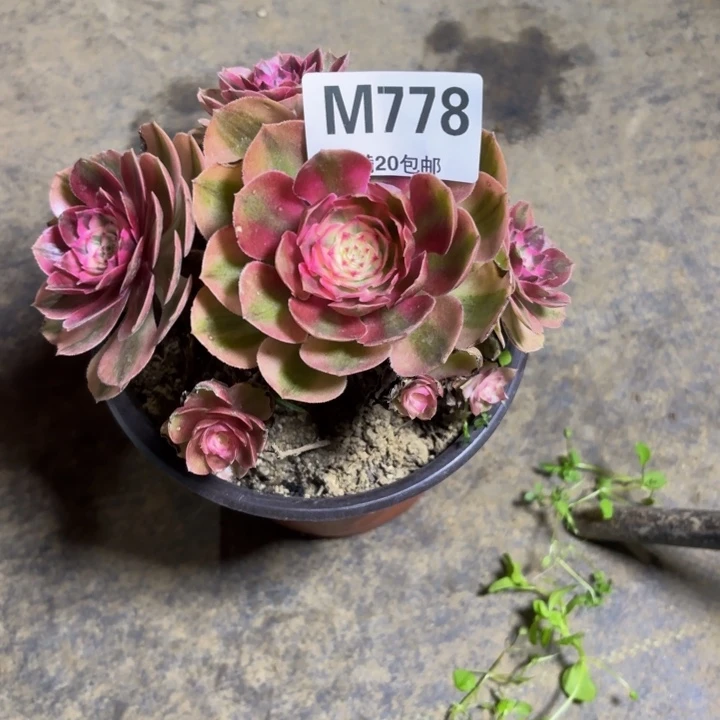 瑞妈，，，。。。。。778火龙果，