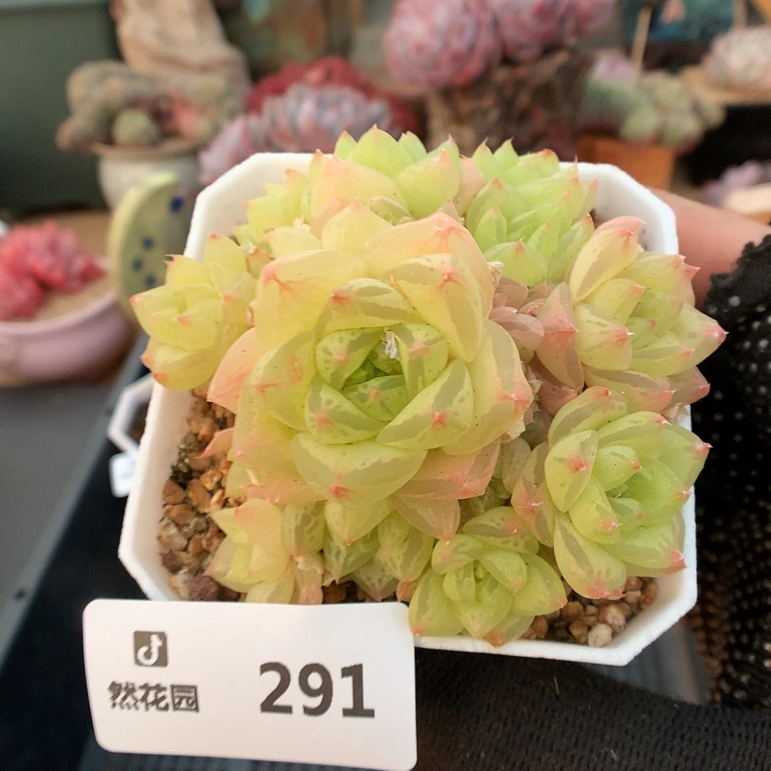 291罗西亚多肉植物3333