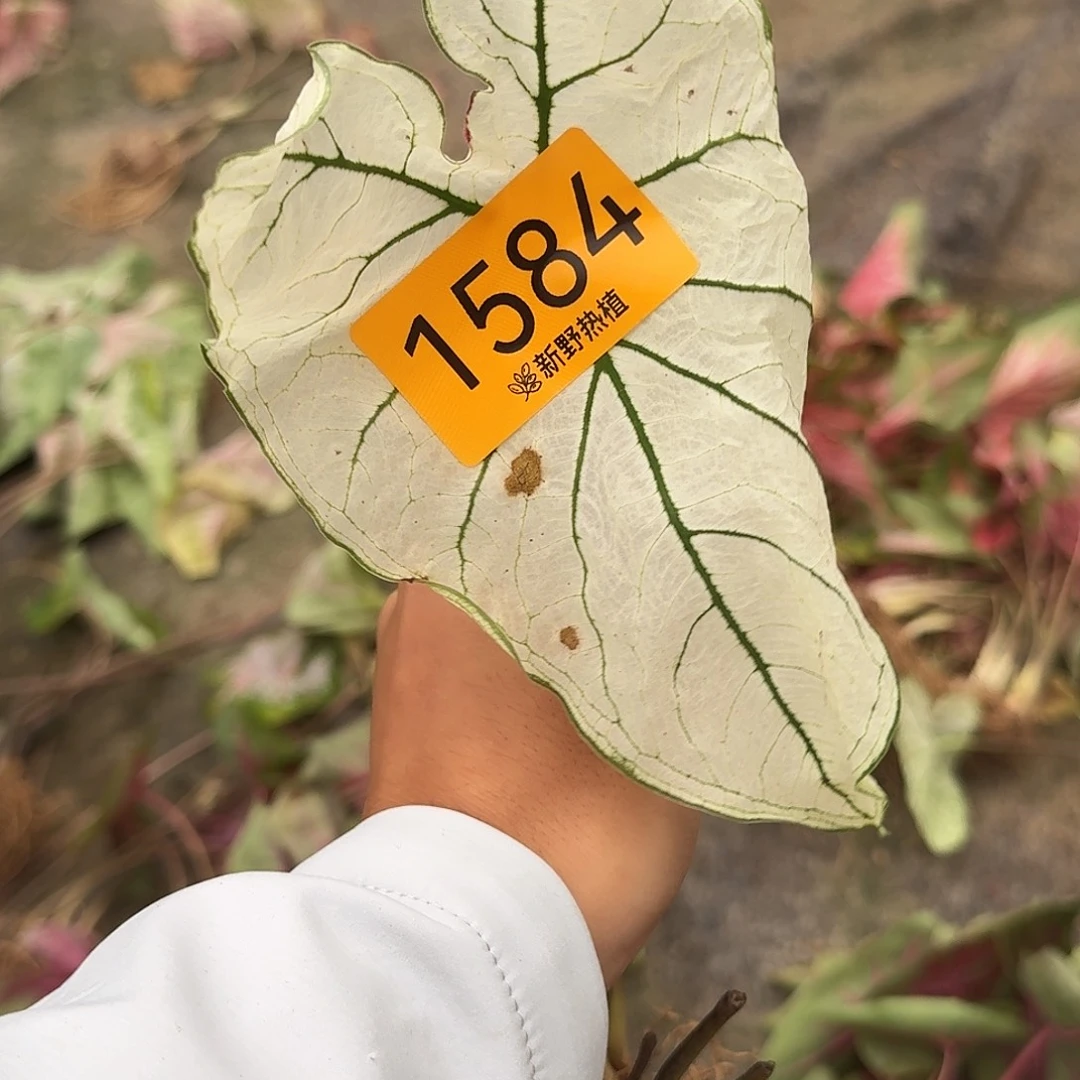 完全开放1584白色恋人裸球不售后