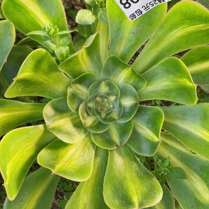 808暴君多肉12345678