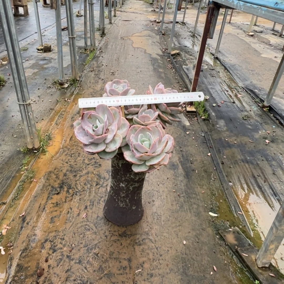 精品白凤多头有砍 脱土发货