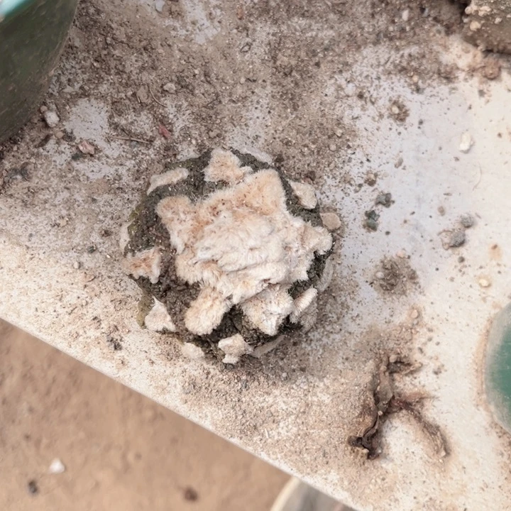 落地生根牡丹仙人球