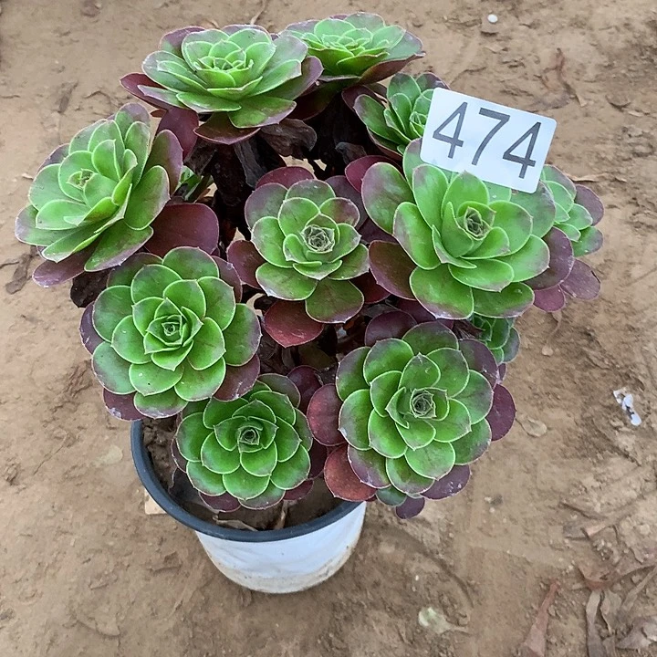 无花朵474魅金玫瑰
