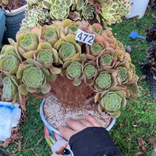 24厘米柠檬朵朵472号