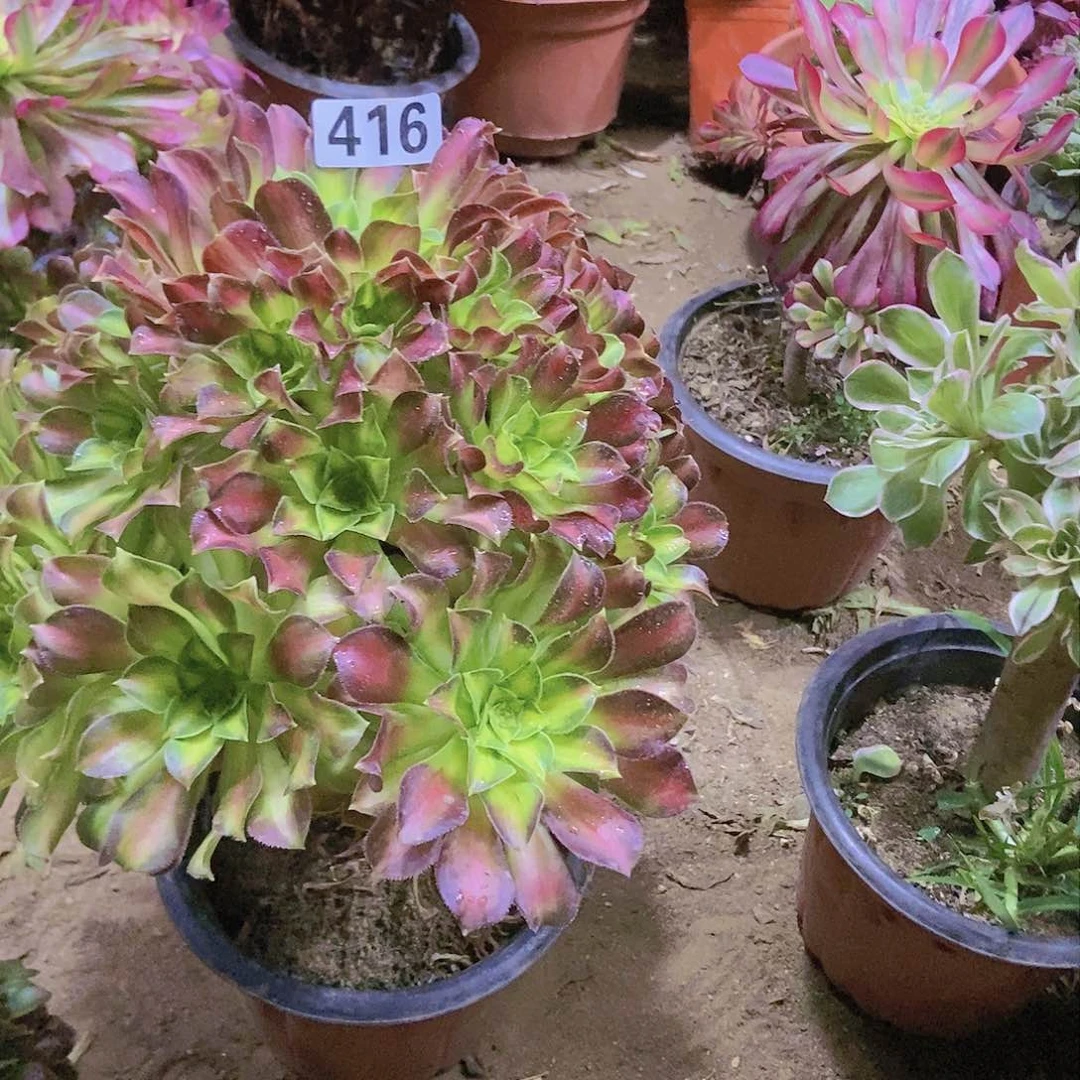 416韶华老庄手捧朵朵特价