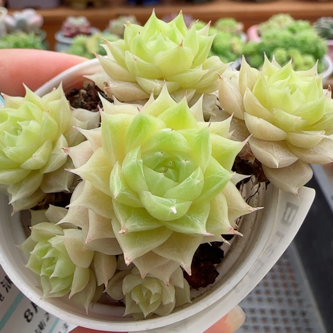 花语逸镜0831-24散